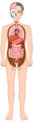 Human Anatomy Vector Illustration with Internal Organs