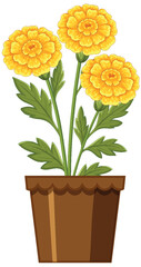 Vibrant Marigold Flowers in a Brown Pot