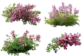 Fumitory Flowers, Pink, White Background