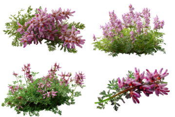 Fumitory Flowers, Pink, White Background