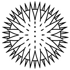 Obraz premium Elegant Sea Urchin Vector Sketch