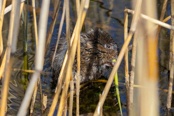 Nutria sit in reed on pond.