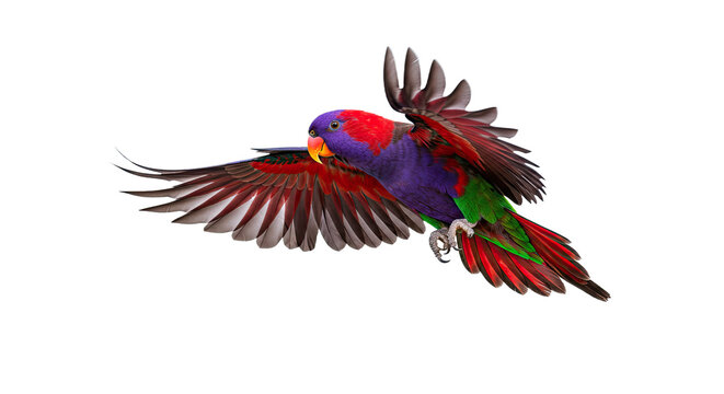 Female Moluccan Eclectus Flapping Wings Isolated White Background Studio Shot Red Violet Bird Motion Vivid