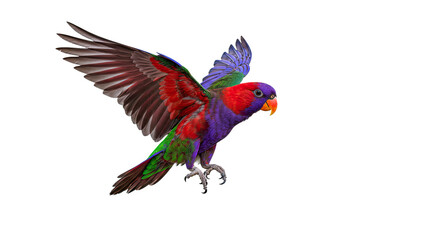 Fototapeta premium Female Moluccan Eclectus Flapping Wings Isolated White Background Studio Shot Red Violet Bird Motion Vivid