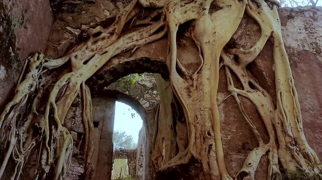 Ex Hacienda San Jacinto Ixtoluca, Morelos, colonial detail with exposed yellow amate roots