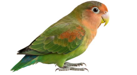 Rosy-faced Lovebird Perched Side Profile Isolated Transparent Background Sharp Feather Texture Bird PNG