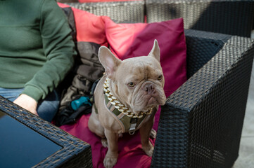 Grey french bulldog with his owner in cafe, on the street on the sofa