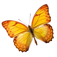 Naklejka premium Golden butterfly isolated on transparent background