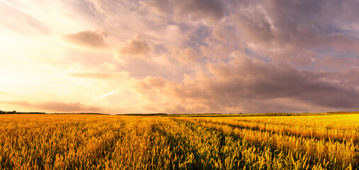 Ripe wheat field under dramatic cloudy sky. Panorama nature scenery representing harvest season and...