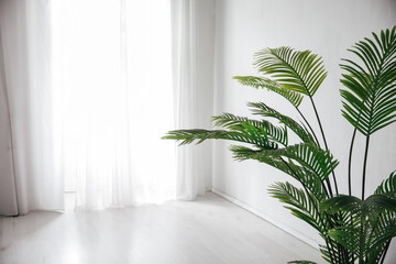 Green plant in the interior of a white room with a window