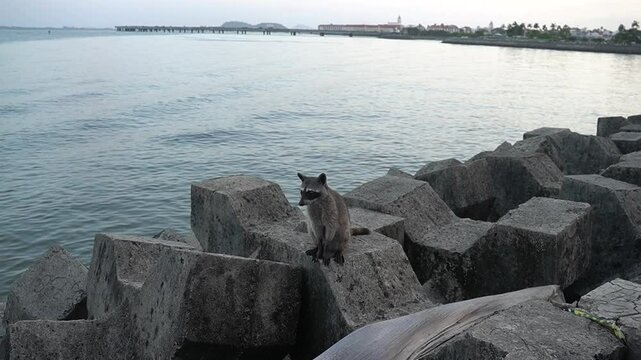 Raccoon on the coastal strip of Panama