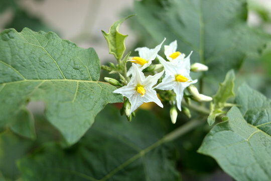 White flowers of Solanum torvum or Pea eggplant blooming on branch above green leaves. Another name Turkey berry, Devil's fig or Susumber.