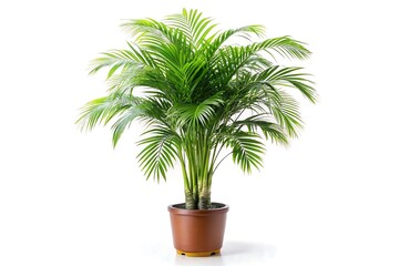 Obraz premium tree, money tree, bonsai tree, bonsai, apple tree, green, isolated, A lush areca palm plant in a brown pot on 