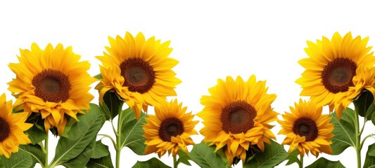 PNG Bright sunflowers against white background