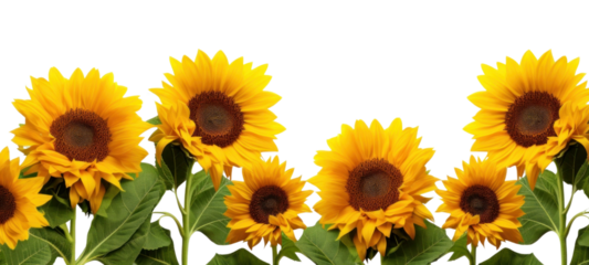 PNG Bright sunflowers against white background