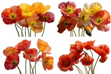 Iceland Poppies, White Background, Front View