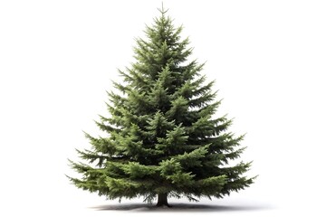 Fototapeta premium tree, money tree, bonsai tree, bonsai, apple tree, green, isolated, A full view of a green christmas tree with many branches against 