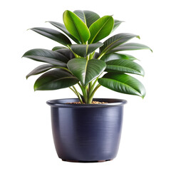 Modern house plant isolated on transparent background