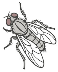 vector fly isolated on white background