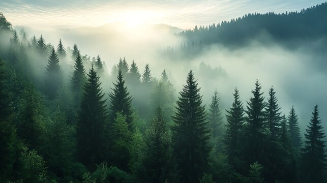 Misty mountain forest landscape with tall evergreen trees fog fir view calm dark pine light woods
