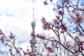 Blooming apricot on the background of the TV tower.