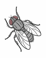 vector botfly illustration on white 