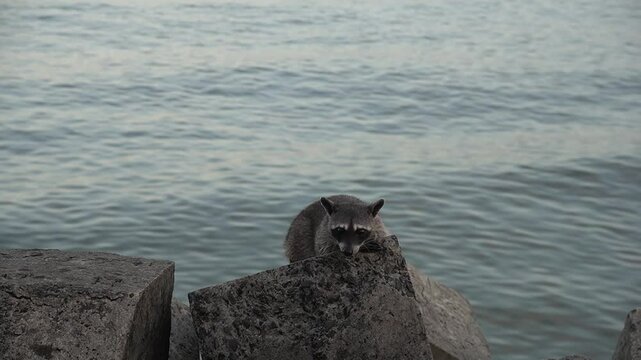 Raccoon on the coastal strip of Panama