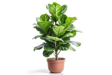 Obraz premium Would you like a shorter version as well?, A fiddle leaf fig plant in a brown pot with vibrant green leaves on a white background in a studio shot
