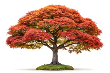Autumn tree with red leaves isolated on white background