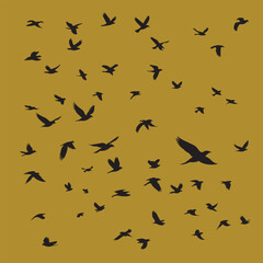 The Meaning Behind birds Songs