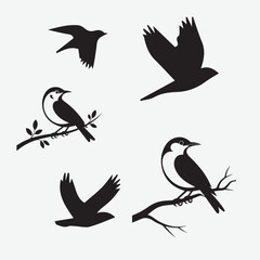 Bird Species Explained