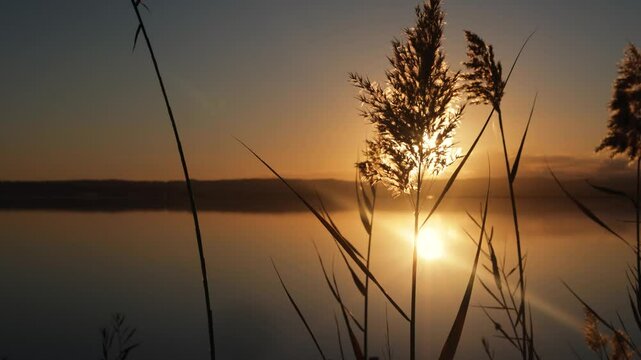 Reeds Silhouetted in Peaceful Dawn
