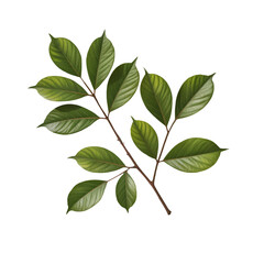 Fototapeta premium A sprig of green leaves attached to a brown stem isolated on a black background in a close up view