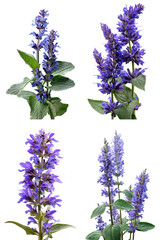 Clary Meadow, Violet-Blue, Side View