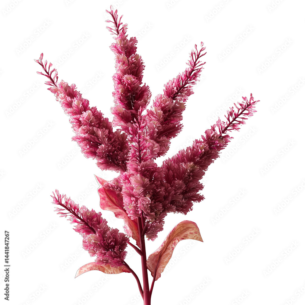 Poster a detailed, artistic representation of a amaranth with vibrant textures showcasing its unique struct