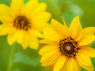 夏から秋の公園や花壇を彩るヒマワリ（ミニヒマワリ）のある風景。自然風景素材。眩しい日差しでボケた景色。ぼんやりした花畑のイメージ。