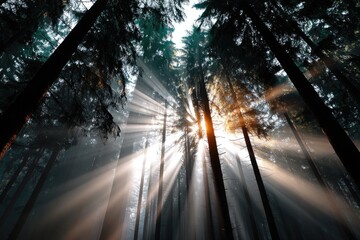 Sunlight streams through a misty forest canopy.