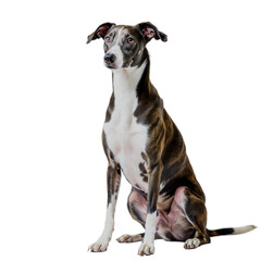 Greyhound Sating AI Generate Image