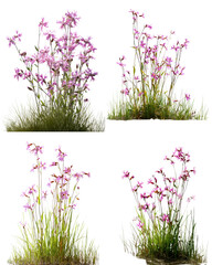 Ragged Robin Flowers, White Background