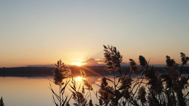 Slow Motion Silhouetted Reeds at Dawn