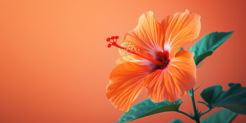 Obraz premium Tropical hibiscus bloom shining on warm coral canvas with ample white border