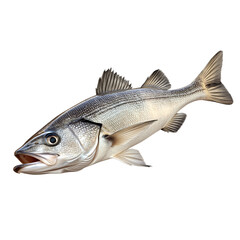Fototapeta premium fish on white background