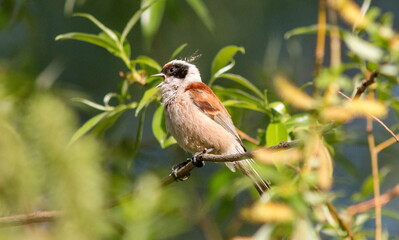 female house sparrow