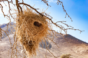 Weaver bird's nest.