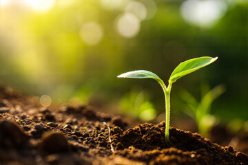 Young plant springing up out of the soil. plant in the morning light on nature background. The seedling are growing from the rich soil to the morning sunlight that is shining, ecology concept. 