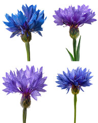 Cornflower, Blue, Wet, Isolated
