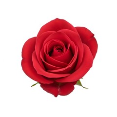 Fototapeta premium Single red rose on white
