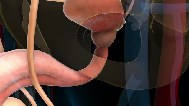 human urinary system prostate gland anatomy for medical concept 3D rendering