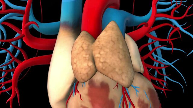 human thymus gland anatomy for medical concept 3D animation