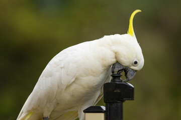 A cheeky sulphur crested cockatoo makes a determined effort to open a gate lock against a blurred background in a suburban garden on the Gold Coast in Queensland, Australia.